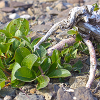 30. Salix arctica (photo-copyright: Normand-Treier)