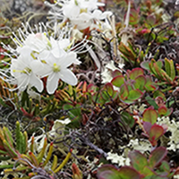 51. Arctic Tundra Plant Species, Disko Island, Greenland, 2018 (photo copyright: Normand-Treier)