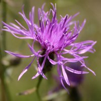 9. Shift in cytotype frequency and niche space in the invasive plant Centaurea maculosa (Photo-copyright: Normand-Treier)