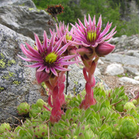 21. Sempervivum montanum: the geographic range of this species is mainly determined by climate (23%) while limited postglacial migration (10%) plays a supplementary role (Photo-copyright: Urs A. Treier)